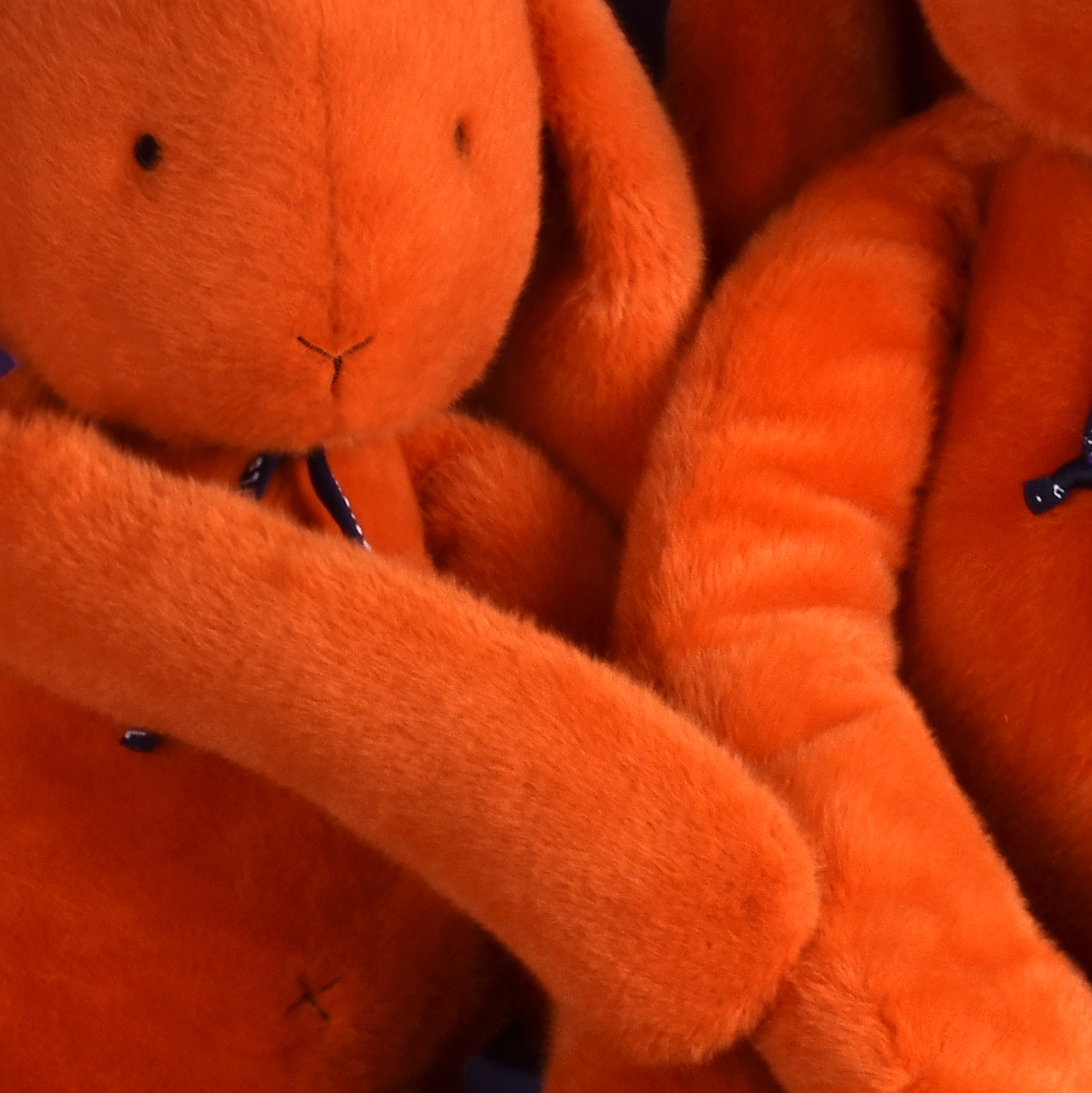 Zoom couleur Orange potiron Lapins Méloé