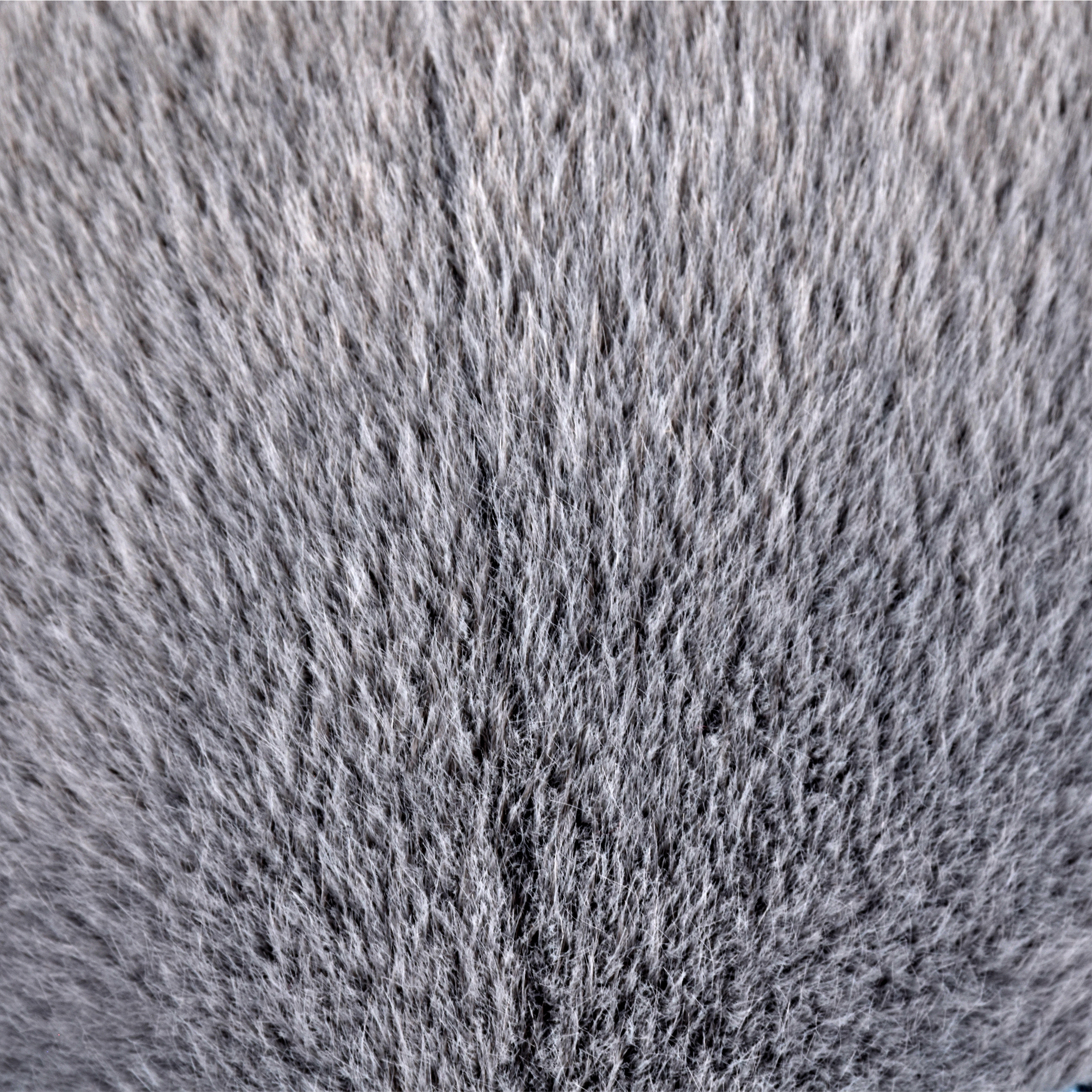 Pelage chat Méloé bleu gris